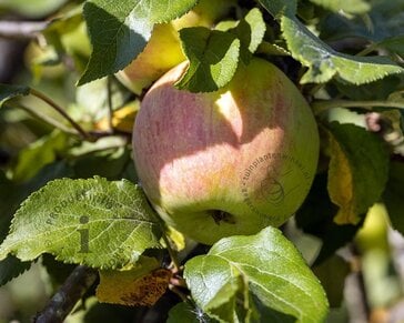 Alleen in winkel Malus domestica 'Delcorf' - oude laagstam