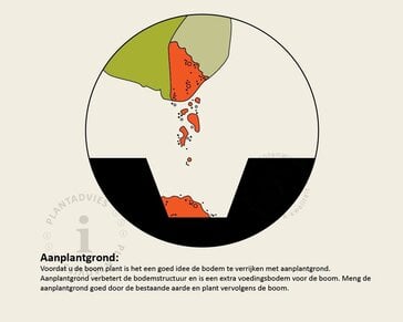 Alleen in winkel Malus domestica 'Delcorf' - oude laagstam