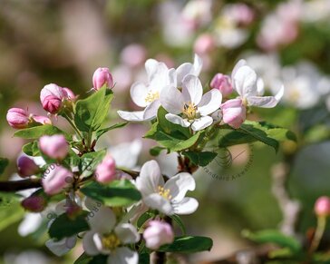 Alleen in winkel Malus domestica 'Delcorf' - oude laagstam