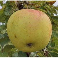 Golden Delicious