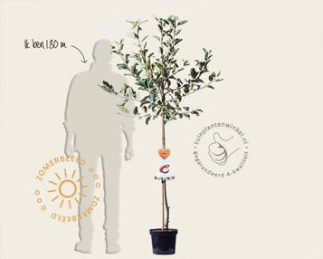 Malus domestica 'Gala' - halfstam image