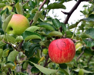 Malus domestica 'Gala' - halfstam