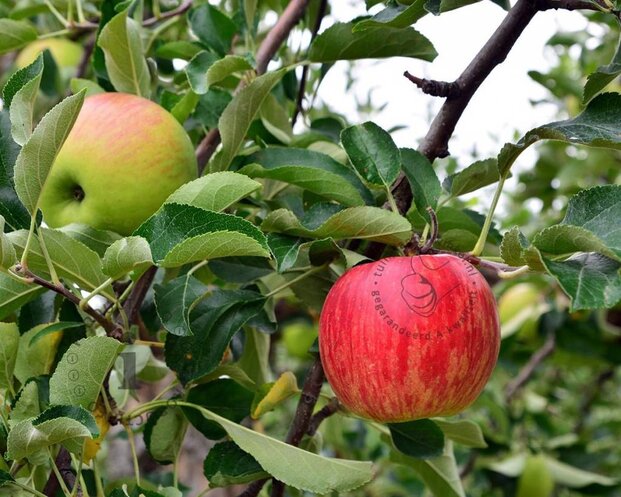Malus domestica 'Gala' - halfstam