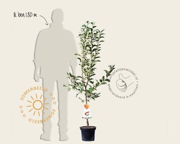 Malus domestica 'Gala' - laagstam image