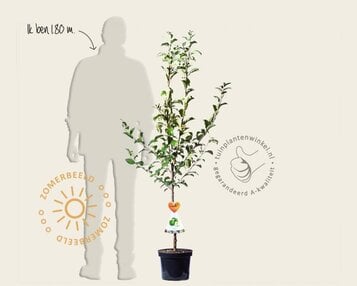 Malus domestica 'Granny Smith' - laagstam image
