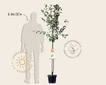 Malus domestica 'Granny Smith' - halfstam image