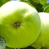 Granny Smith