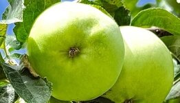 Granny Smith image