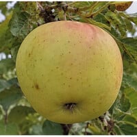 Golden Delicious