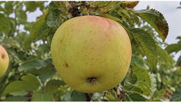 Golden Delicious image