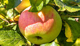 Delcorf image