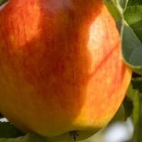 Braeburn