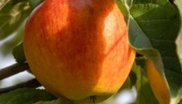 Braeburn image