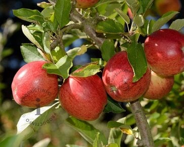 Malus domestica 'Braeburn' - laagstam