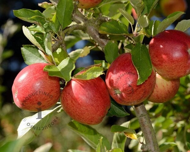Malus domestica 'Braeburn' - laagstam