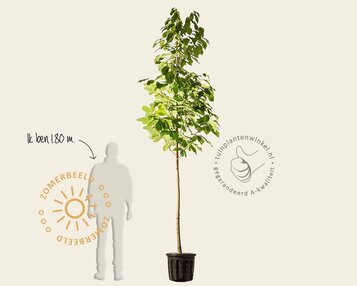 Asimina triloba image