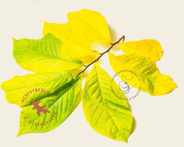 Asimina triloba
