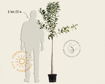 Malus domestica 'Ecolette' - halfstam image