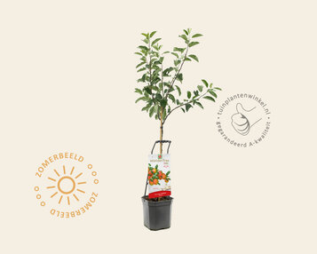 Malus domestica 'Ecolette' - Wonder Tree image
