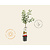 Malus domestica 'Ecolette' - Wonder Tree