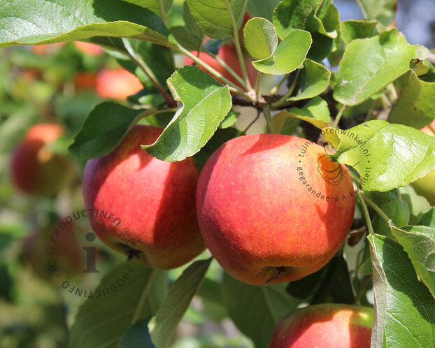 Malus domestica 'Ecolette' - Wonder Tree