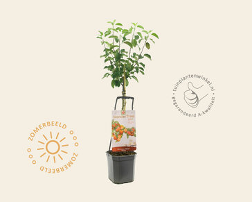 Malus domestica 'Elstar' - Wonder Tree
