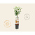 Malus domestica 'Elstar' - Wonder Tree