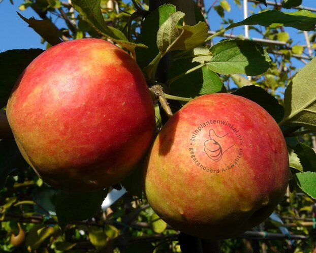 Malus domestica 'Elstar' - Wonder Tree