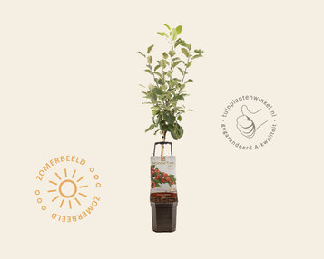 Malus domestica 'Santana' - Wonder Tree image