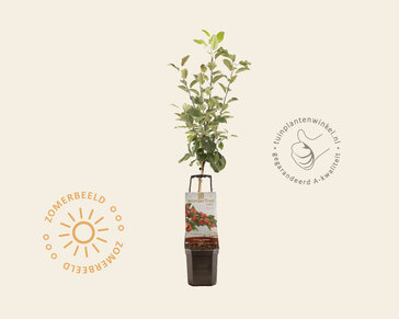 Malus domestica 'Santana' - Wonder Tree