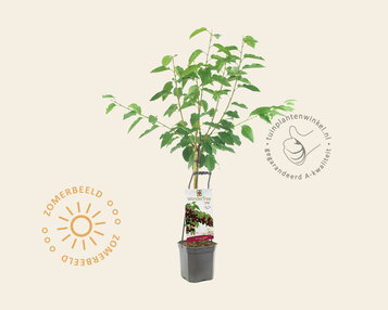 Prunus avium 'Lapins' - Wonder Tree image