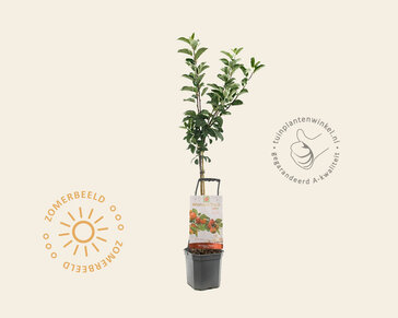 Malus domestica 'Topaz' - Wonder Tree