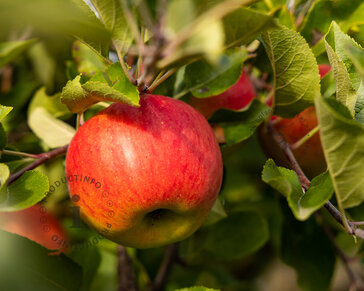 Malus domestica 'Topaz' - Wonder Tree