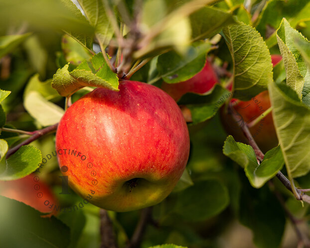 Malus domestica 'Topaz' - Wonder Tree