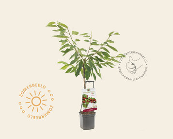 Prunus avium 'Regina' - Wonder Tree image
