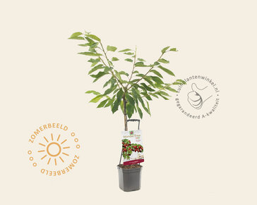 Prunus avium 'Regina' - Wonder Tree