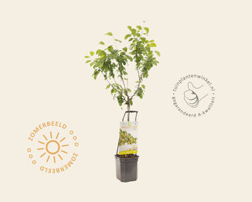 Prunus domestica 'Reine Claude D'Oullins' - Wonder Tree image