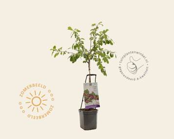 Prunus domestica 'Victoria' - Wonder Tree image