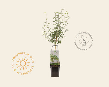 Pyrus communis 'Doyenne du Comice' - Wonder Tree