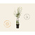 Pyrus communis 'Doyenne du Comice' - Wonder Tree