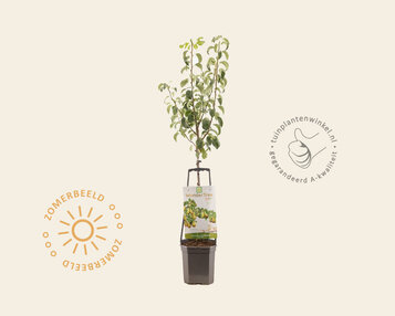 Pyrus communis 'Conference' - Wonder Tree image