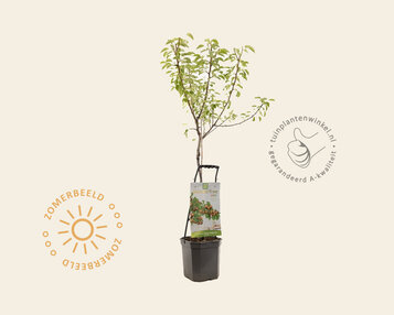 Pyrus communis 'Gieser Wildeman' - Wonder Tree image