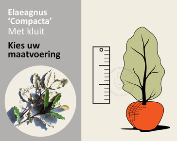 Elaeagnus ebbingei 'Compacta' - kluit