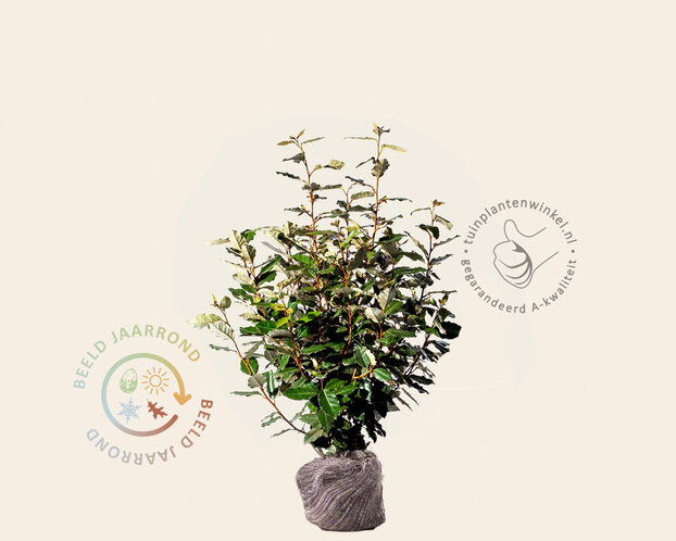 Elaeagnus ebbingei 'Compacta' - kluit