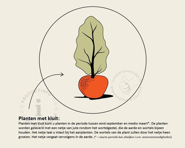 Elaeagnus ebbingei 'Compacta' - kluit