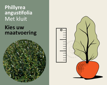 Phillyrea angustifolia - kluit