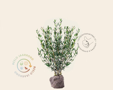 Phillyrea angustifolia - kluit