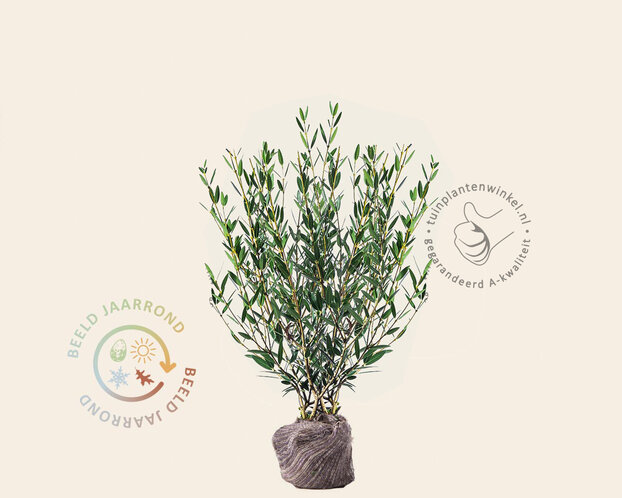 Phillyrea angustifolia - kluit