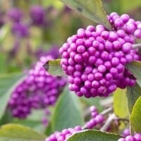 Callicarpa