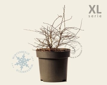 Berberis thunbergii 'Aurea' - XL image